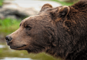 目元のクマを解消するためのマッサージと併用するセラムは？