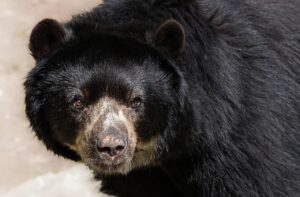 目元のクマを解消する高濃度酵素マスクの効果とは？