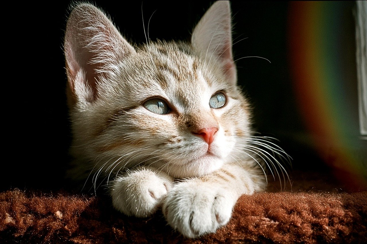 目元集中ケアに最適な旅行中の持ち運びアイテムは？