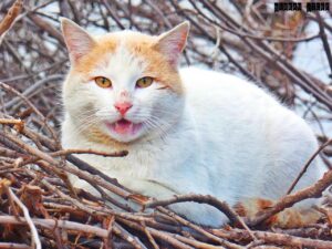 目元のたるみ解消に効果的なマイクロニードルパッチとは？
