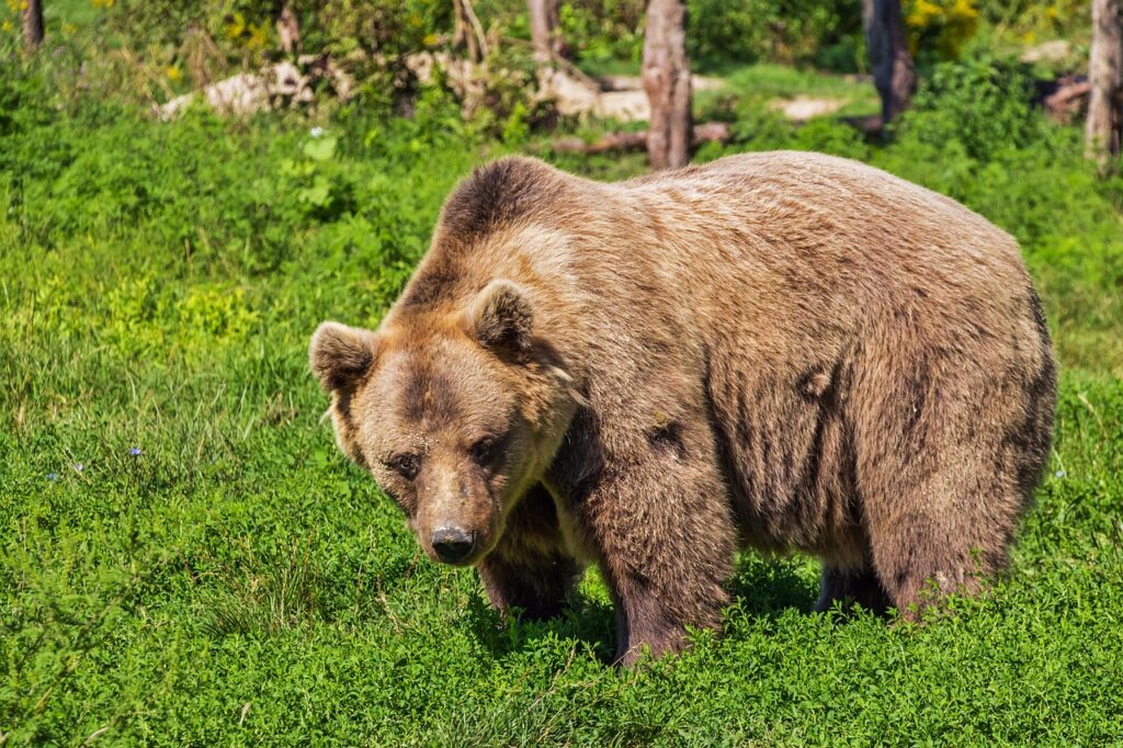 目元のクマを解消するための茶クマ対策に効果的な成分は？