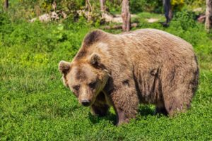 目元のクマを解消するための茶クマ対策に効果的な成分は？