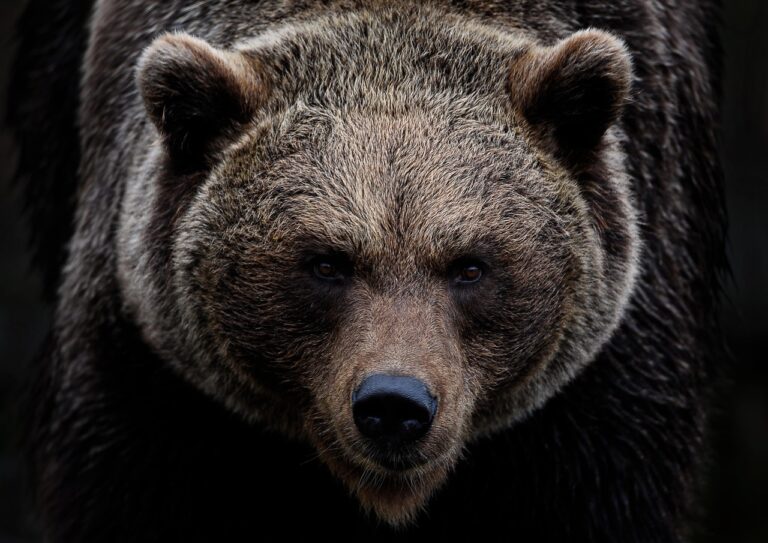 目の下のクマの原因は何ですか？