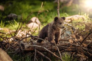 目の下のクマを消すためにおすすめのクリームは？