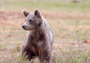 目元のクマを改善するためのアイクリームの選び方は？